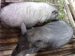 Thịt lợn đen Nguyên con