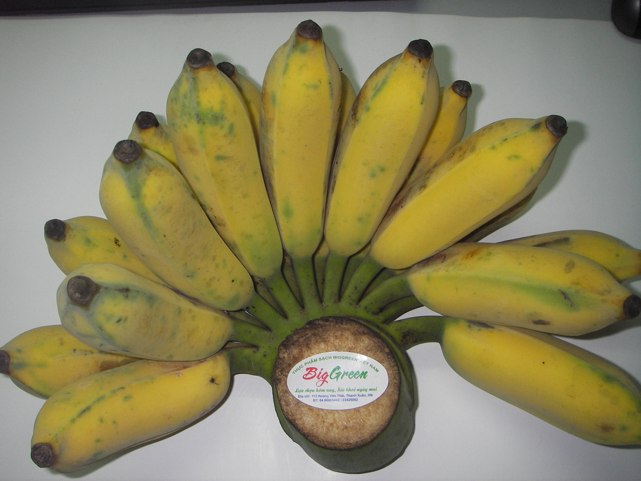 Chuối Tây - Hà Nam