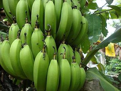 Chuối tiêu xanh