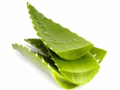 Lô Hội (Nha Đam) Đà Lạt