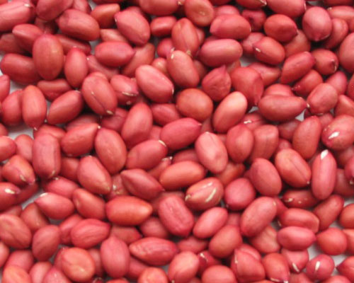 Lạc nhân đỏ - Bắc Giang