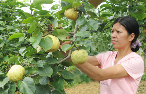 Lê Tai Nung - Bắc Hà