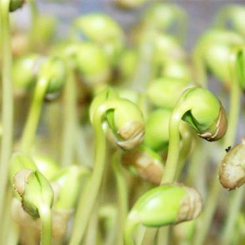 Mầm đậu tương