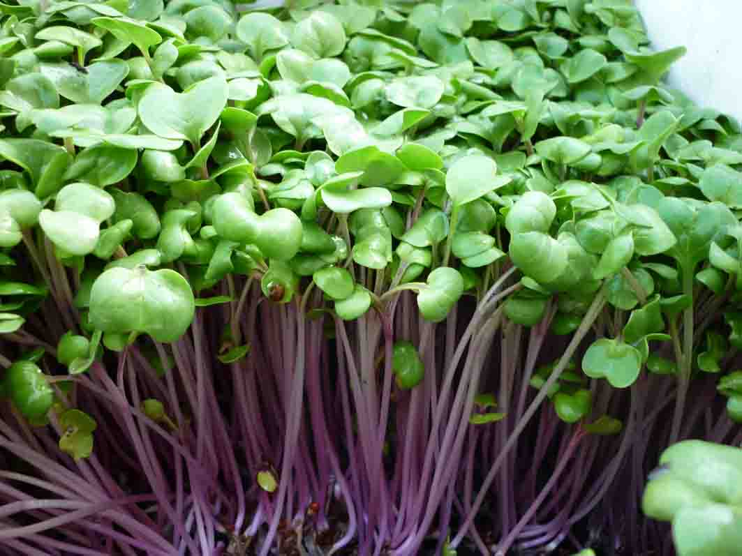 Mầm củ cải đỏ