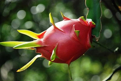 Cành thanh long ruột đỏ