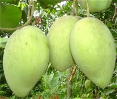 Xoài Keo - Tiền Giang