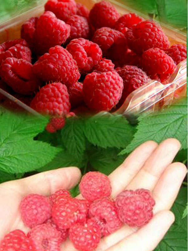 Phúc Bồn Tử (Mâm Xôi)