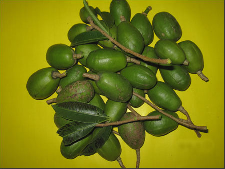 Qủa cóc giống Thái