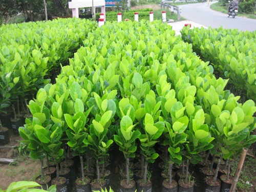 Mít siêu sớmThái Lan