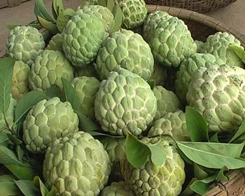 Na Đồng Bành - Lạng Sơn