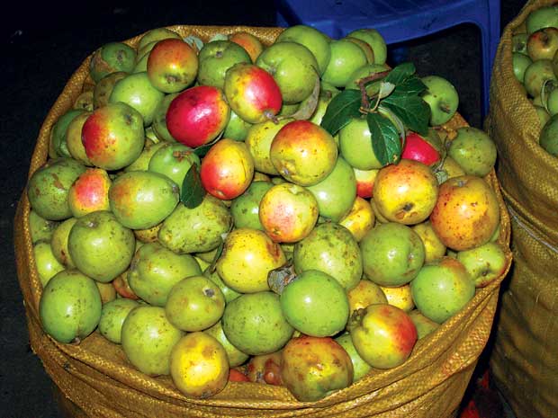 Táo Mèo - Văn Chấn