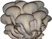 Nấm sò tím - Nấm Việt