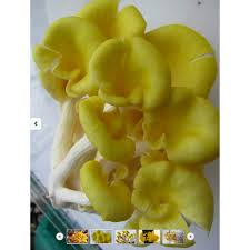 Nấm Ngô - Nấm Việt