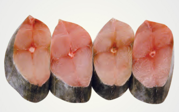 Cá thu tươi Hải Phòng size lớn