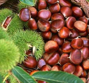 Hạt dẻ Bắc Hà