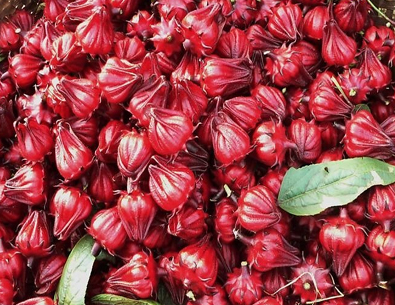 Hoa Bụp giấm Mộc Châu