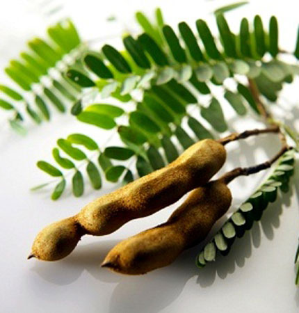 Qủa me tươi Mộc Châu