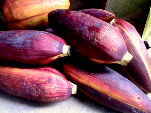 Hoa chuối rừng Bắc Kạn