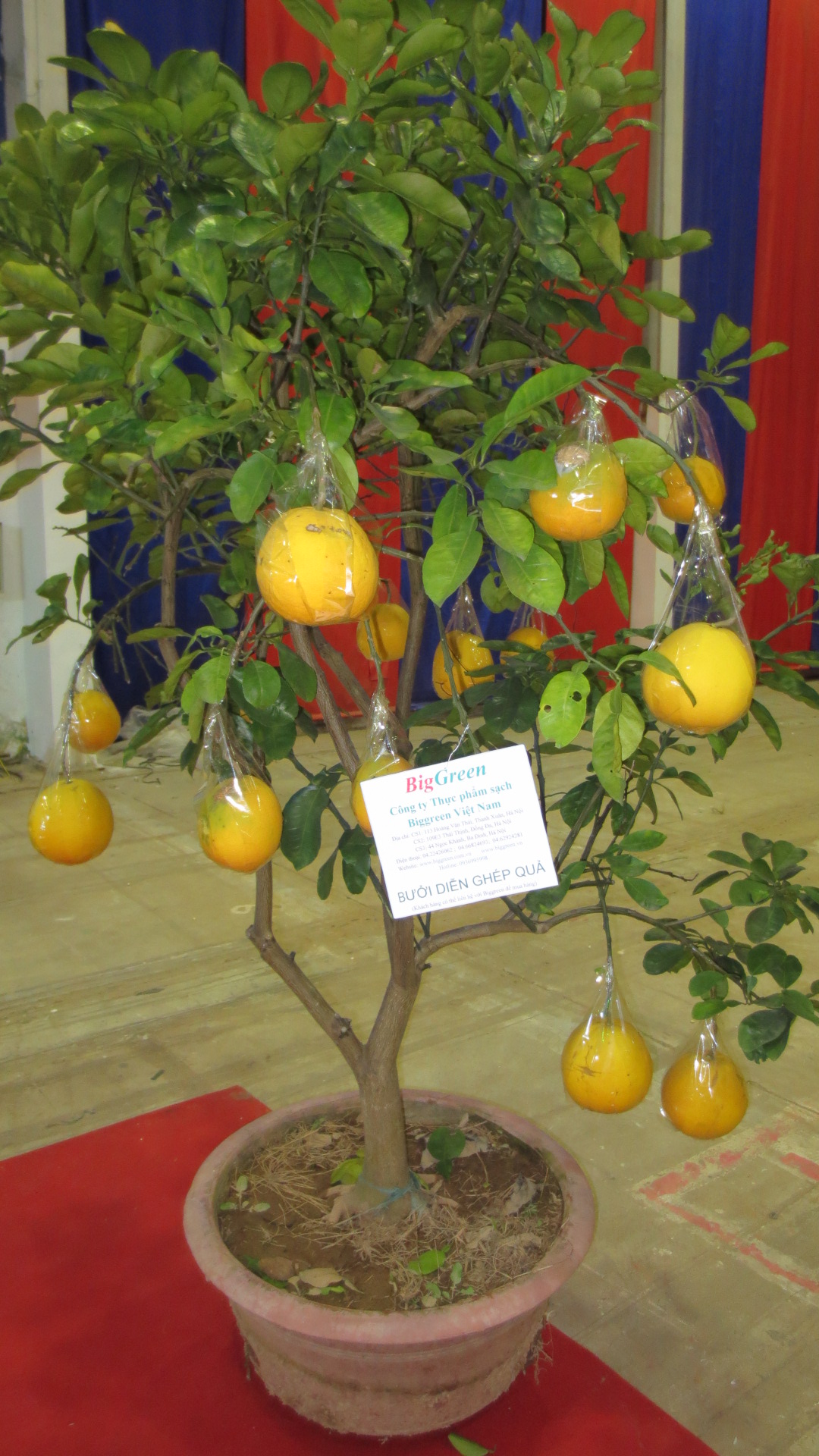 Chậu bưởi diễn cảnh