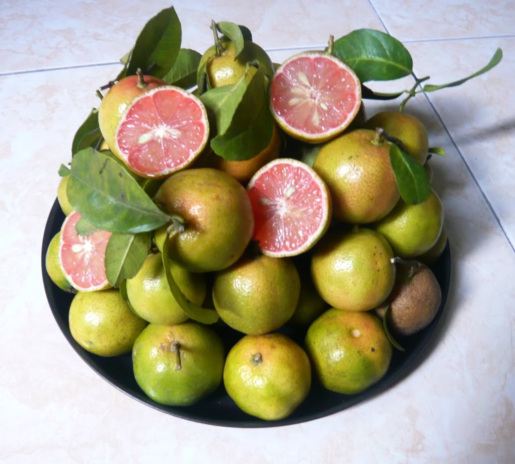 Chanh Đào tiêu chuẩn VietGAP