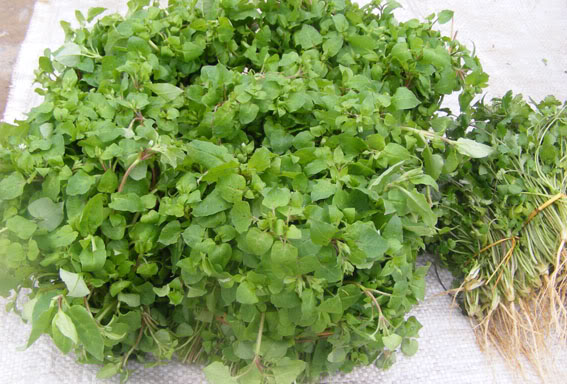 Rau Xương Cá - Bắc Hà