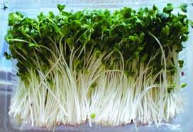 Rau mầm Cải Ngọt