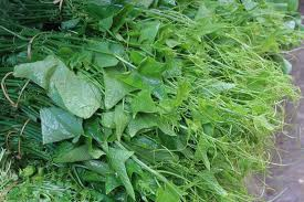 Ngọn su su VietGAP