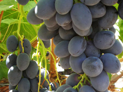 Nho đen không hạt - Mỹ