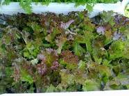 Xà lách Xoăn tím Đà Lạt