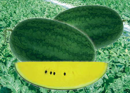 Dưa hấu ruột vàng Long An