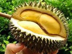 Sầu Riêng cơm vàng hạt lép