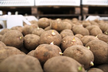 Khoai tây giống Atlantic