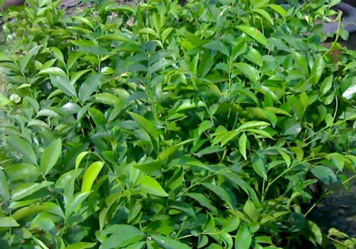 Lá Móc Mật (Mác Mật)