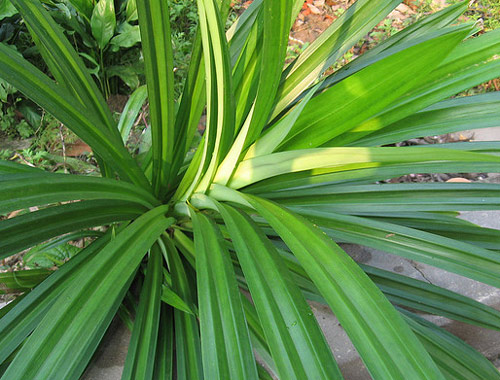 Lá thơm (lá nếp)