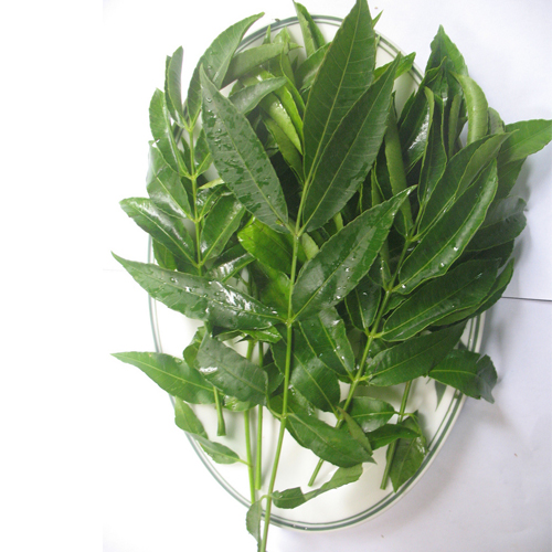 Lá Cóc non - Tây Ninh