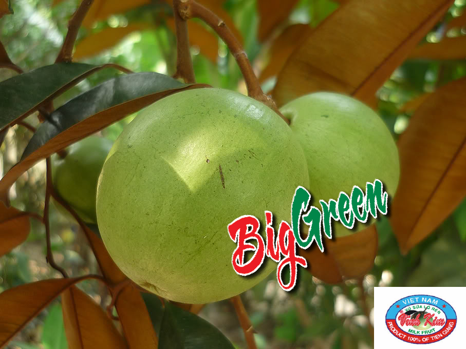 Vú Sữa Lò Rèn trắng