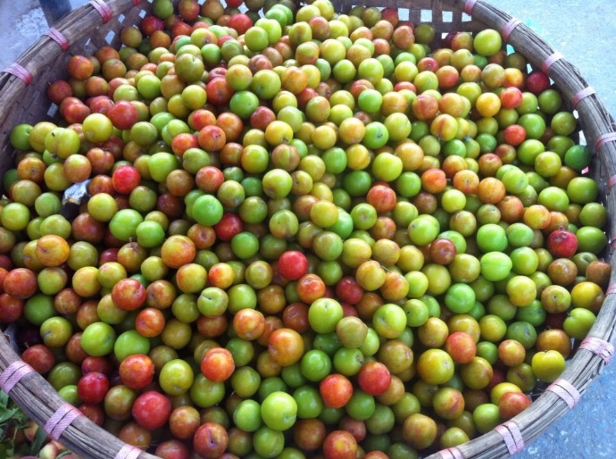 Mận Cơm Mộc Châu