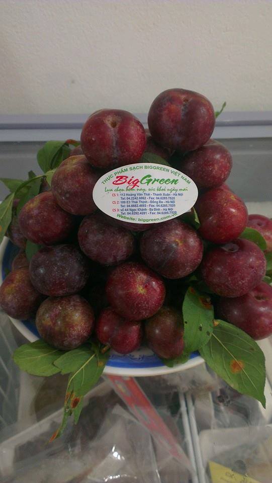 Mận Tả Van - Bắc Hà