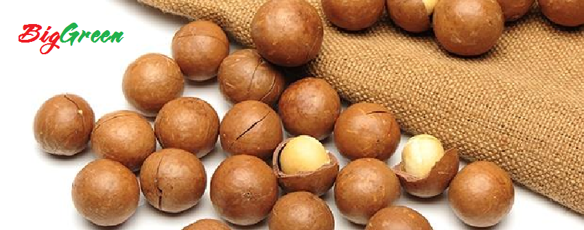 Hạt Mắc Ca - Mỹ