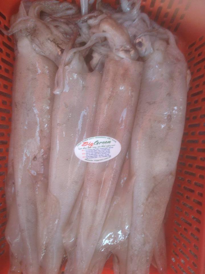 Mực ống Cát Bà size to