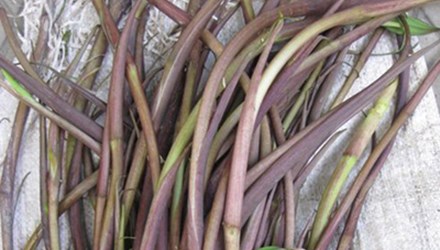 Ngó Khoai Môn Bắc Hà