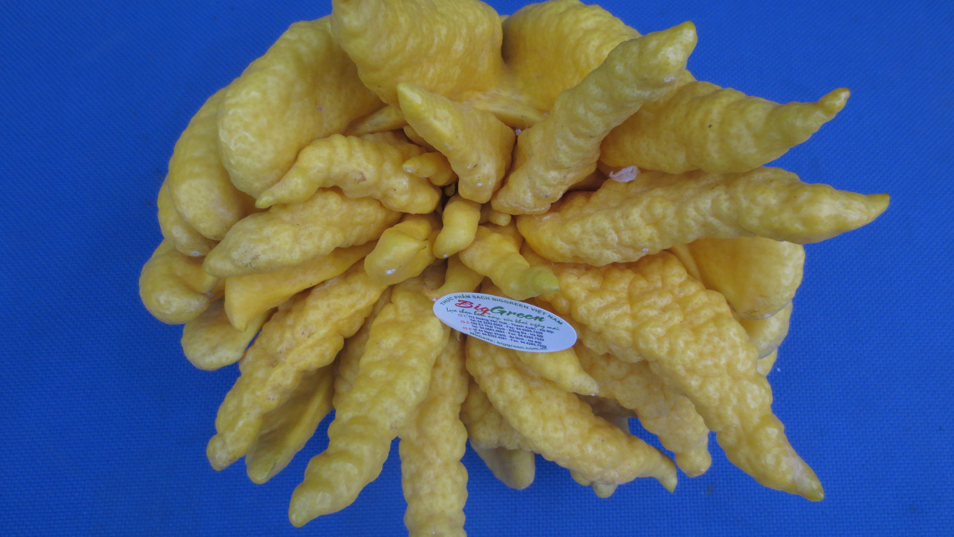 Phật thủ size ĐB 1