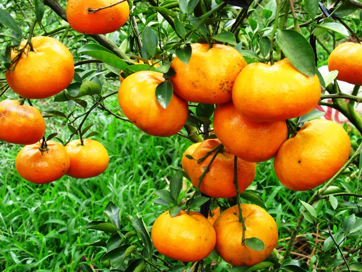 Quýt tiêu Đồng Tháp