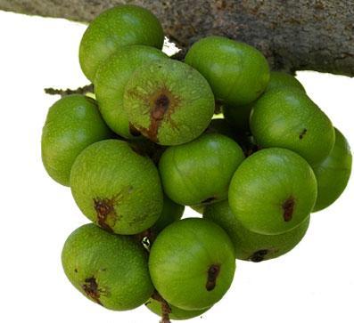 Qủa sung chưng tết