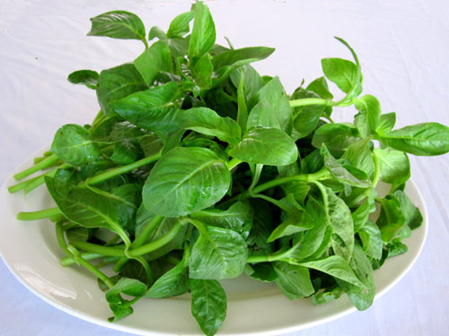 Rau Quế Vị - Tây Ninh