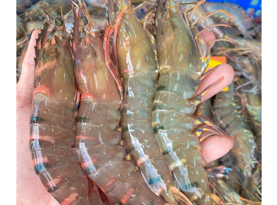 Tôm sú tươi Cửa Lò