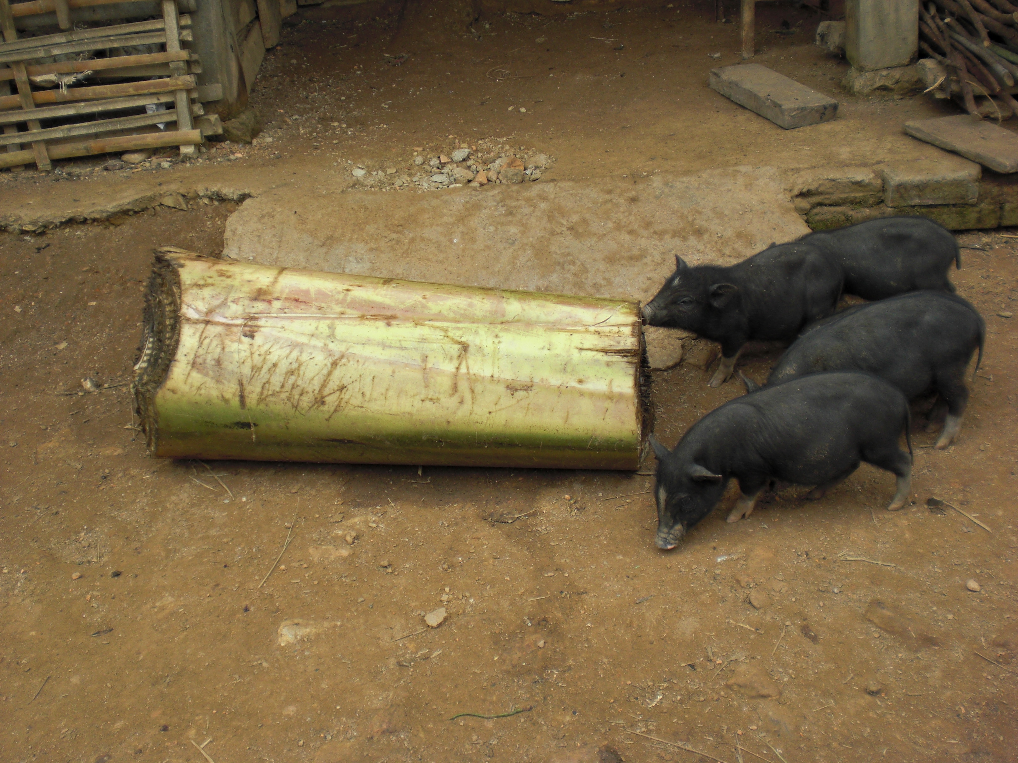 Lợn bản Sơn La cả con