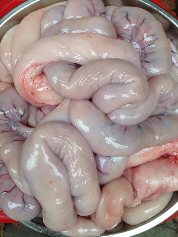 Tràng Lợn bản (T2-4-6-7-CN)