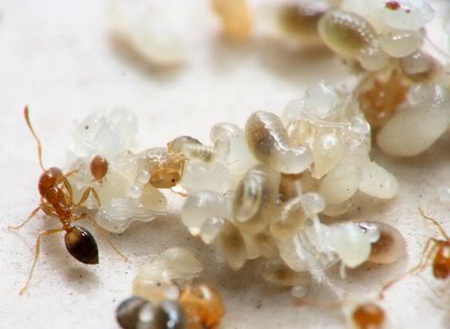 Trứng Kiến rừng