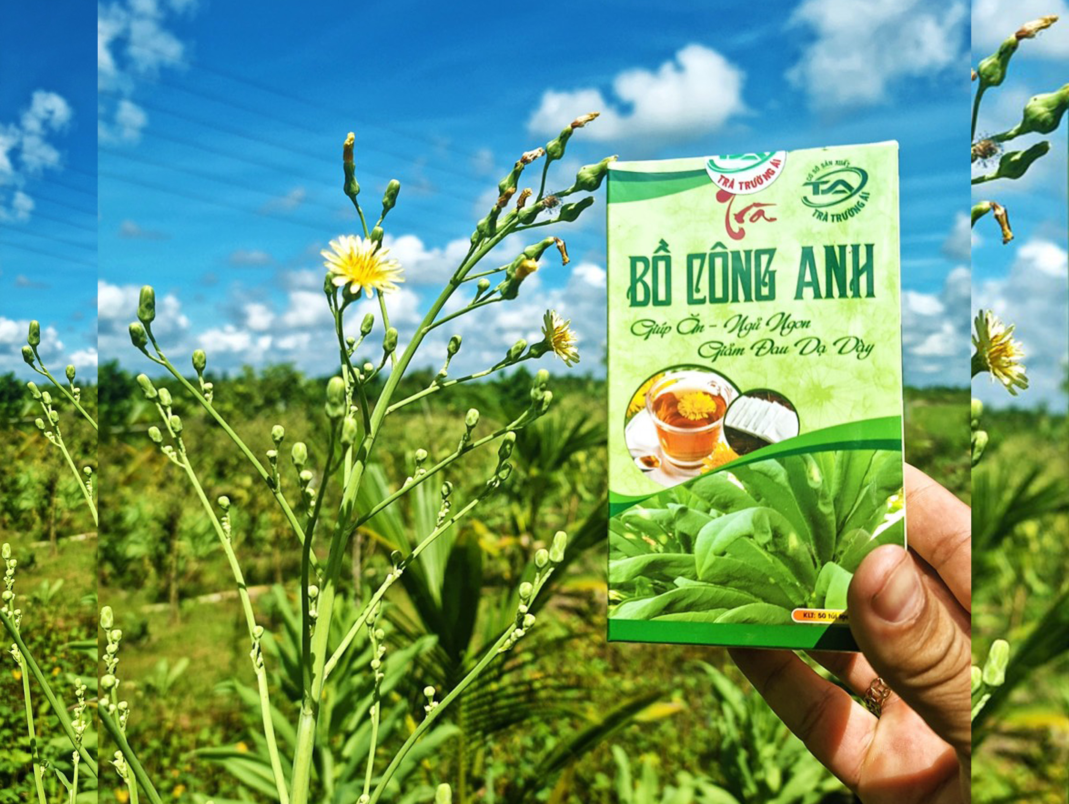Chè Bồ Công Anh túi lọc (hộp 50 túi lọc)